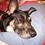 PaddleDog52 PaddleDog52